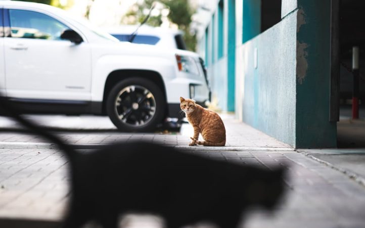 découvrez des avis complets et utiles sur les citadines, allant des performances aux équipements, pour vous aider à choisir la voiture urbaine qui vous correspond le mieux.